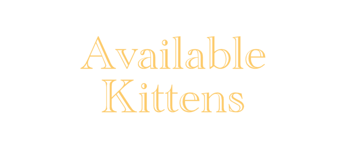 Available Kittens